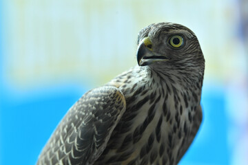 falcon bird of prey