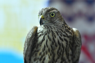 falcon bird of prey