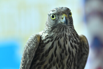 falcon bird of prey