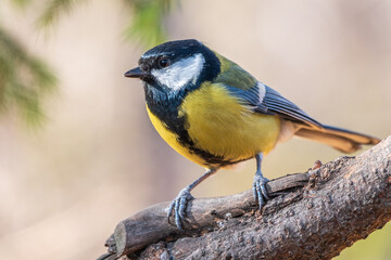 Cute bird Great tit, songbird sitting on the branch with blurred background