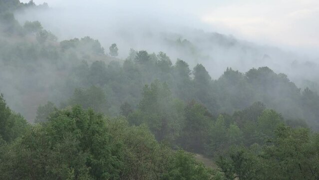 4K Timelapse Foggy Forest in Mountains, Mystical Fog, Raining, Mist Smoke over Alpine Wood Overcast, Bad Weather