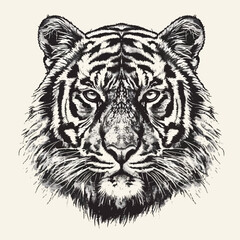Tiger illustration vector