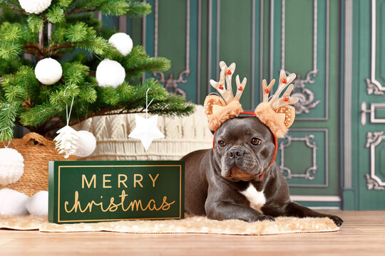 Black French Bulldog dog with Christmas reindeer antlers lying down between seasonal decoration