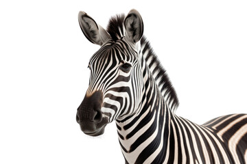 Zebra isolated on transparent and white background.PNG image.