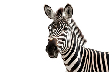 Zebra isolated on transparent and white background.PNG image.