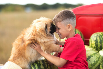 child boy with a dog in hand sits in the back of a red car with watermelons.  summer time in nature in the village