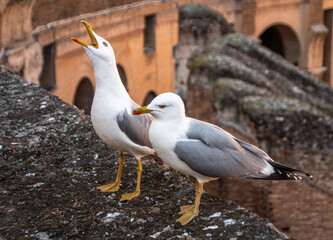seaguls in Rome
