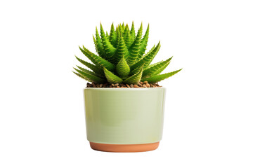Cactus in a pot isolated on transparent and white background.PNG image.