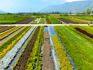 Aerial photography from a drone of fields with a variety of colors of plants. Flower farms. Private flower business. Cultivation of ornamental plants