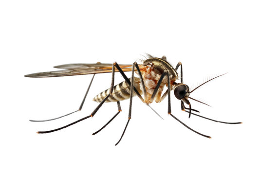 Close-up of Mosquito on human skin.