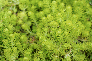 Natural background of small Sedum lineare, carpet sedum. Succulents plants. The leaves are green and slender. The ornamental plants for decorating in the garden. Ground cover plants.