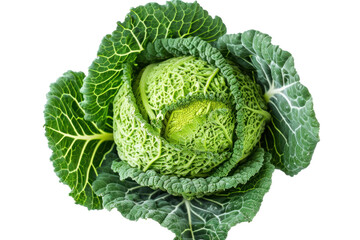 Obraz premium Top view of cabbage sprouts isolated on white transparent background.