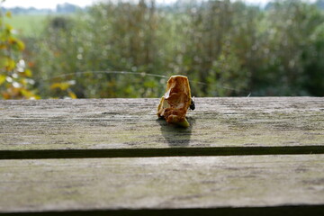 angeknabberter Apfelstrunk