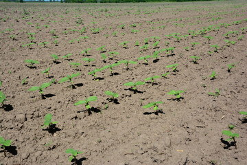 Growing sunflowers on the  field in spring.
