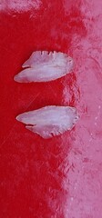 otohith of perch, these species have particularly large otohithts, statoconium or otoconium or...