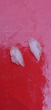 otohith of perch, these species have particularly large otohithts, statoconium or otoconium or statolith, is a calcium carbonate structure in the saccule or utricle of the inner ear, specifically in t