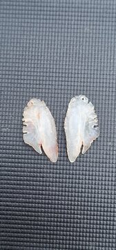 otohith of perch, these species have particularly large otohithts, statoconium or otoconium or statolith, is a calcium carbonate structure in the saccule or utricle of the inner ear, specifically in t