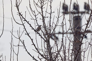 (Turdus pilaris) standing on the branches of a tree on a spring day.