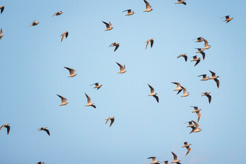 group of seagulls in flight in the blue sky