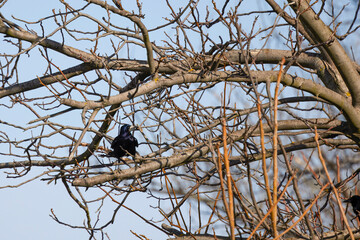 a crow sitting on a tree branch on a sunny spring day