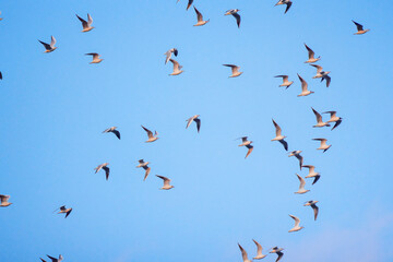 group of seagulls in flight in the blue sky