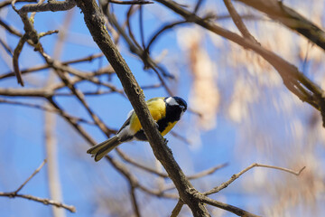 (Parus major) on a tree branch on a spring day.
