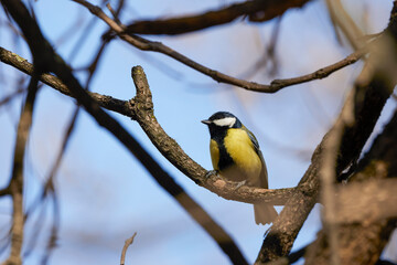 (Parus major) on a tree branch on a spring day.