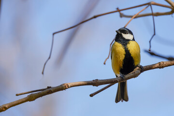 (Parus major) on a tree branch on a spring day.