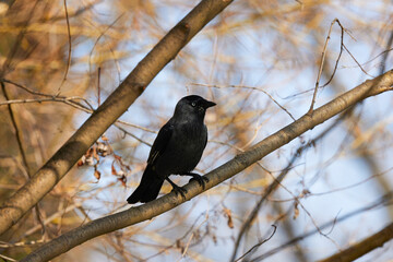 a crow sitting on a tree branch on a sunny spring day