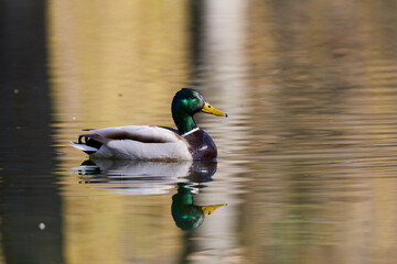 Wild duck swimming on a water on a spring day