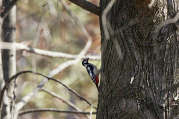 a woodpecker on a tree while looking for food.