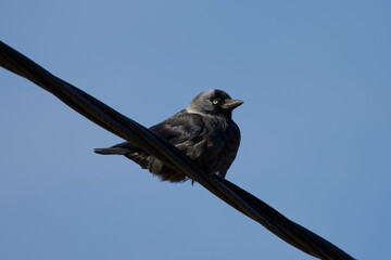 a crow sitting on a power wire.