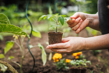 Woman holding tomato plant seedling in biodegradable peat pot. Planting in vegetable garden at...