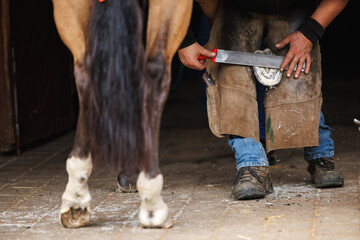 Farrier rasping and filing down a horse hoof before fitting and nailing new horseshoe. Blacksmith working in stable - obrazy, fototapety, plakaty