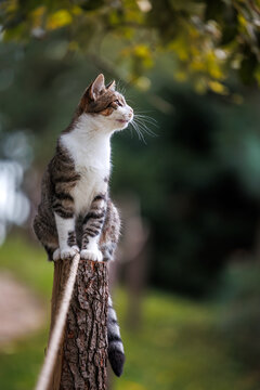 Cute kitten is sitting on pole and looking away. Tabby cat outdoors