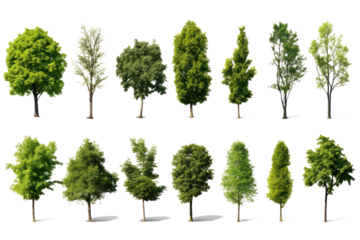 Set of green trees isolated on whiteisolated on transparent and white background.PNG image.