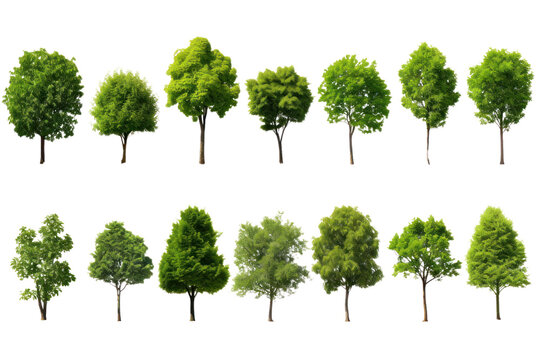 Set of green trees isolated on whiteisolated on transparent and white background.PNG image.	
