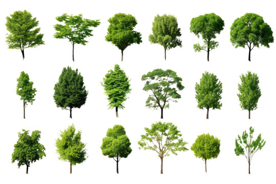 Set of green trees isolated on whiteisolated on transparent and white background.PNG image.