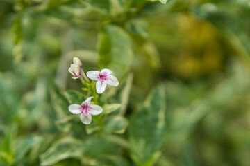 Close up of small white flower with green leaf background in the garden