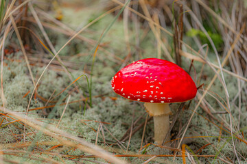 Red mushrooms, here from the Danish gardens, grow in the moist soil, and are mostly seen at the end of the year