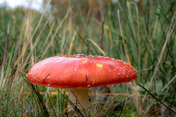 Mushrooms in brown colors, from Danish agroculture Here is one, in red