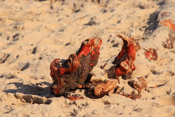 red rock in the desert