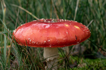 Mushrooms in brown colors, from Danish agroculture Here is one, in red