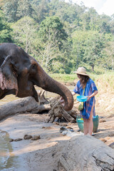 Female showering an elephant on the riverside