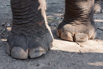 Obraz premium Close up to elephant paws
