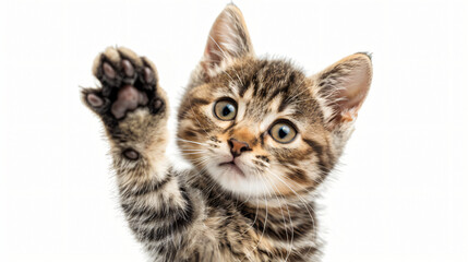 Cute tabby kitten with its paw up on white background