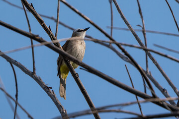 Birdlife in Thailand