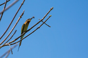 Birdlife in Thailand