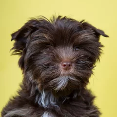 Fototapeten Yorkshire Terrier, Dog, Hund © marofotodesign