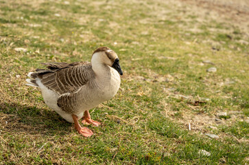 A brown goose sits on a meadow.
